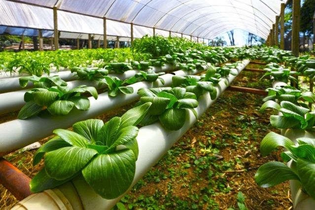 Greenhouse with various plants in feeder tubes