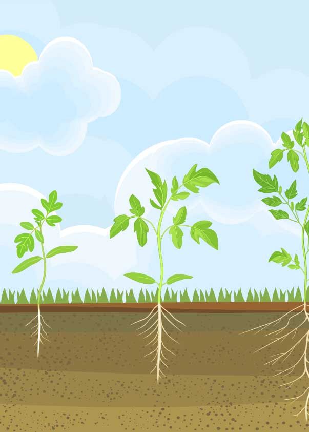 Plant Growth Stage 2