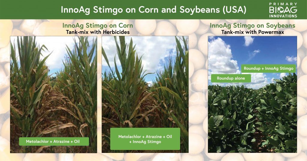 Image depicting difference in Vegetative growth in Soyabean and less firing in Corn with the use of InnoAg Stimgo. 